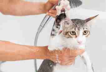 How to bathe a kitten