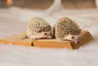 As hedgehogs breed