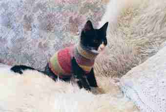 Basic rules of knitting of cats and feature of their preparation