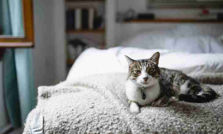 Why the adult cat began to spoil a bed