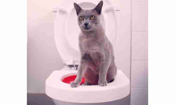 How to teach to go cats to a toilet
