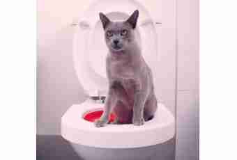 How to teach to go cats to a toilet