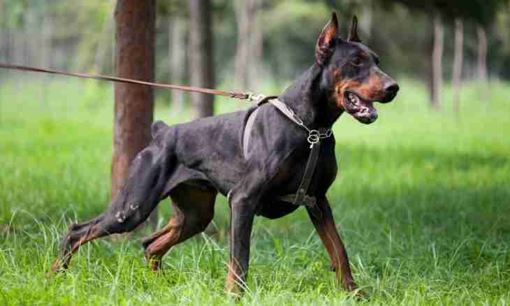Why it is necessary to stop to Dobermann terriers ears