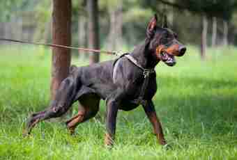 Why it is necessary to stop to Dobermann terriers ears