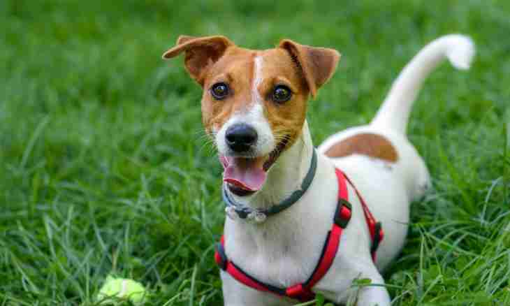How to train a puppy of a Jack Russell Terrier in house conditions