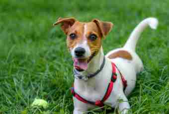 How to train a puppy of a Jack Russell Terrier in house conditions