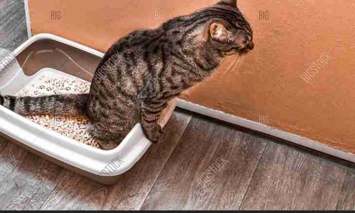 How to get rid of a smell of a cat's toilet