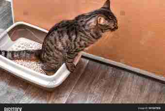 How to get rid of a smell of a cat's toilet