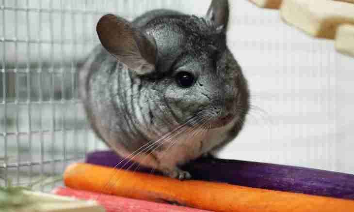 How to bring together chinchillas