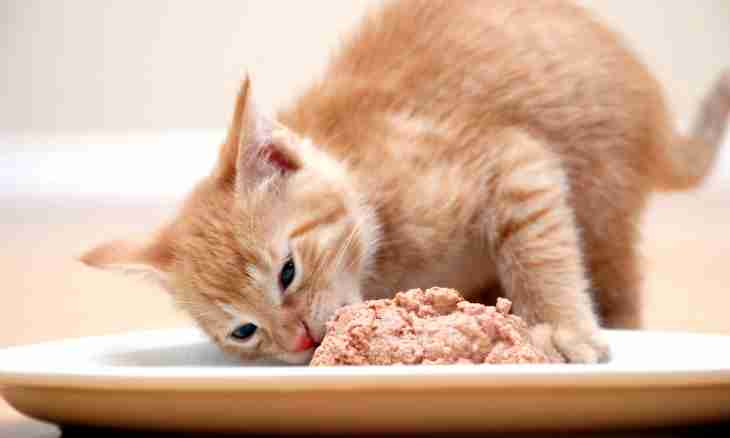 How to fatten a weak kitten