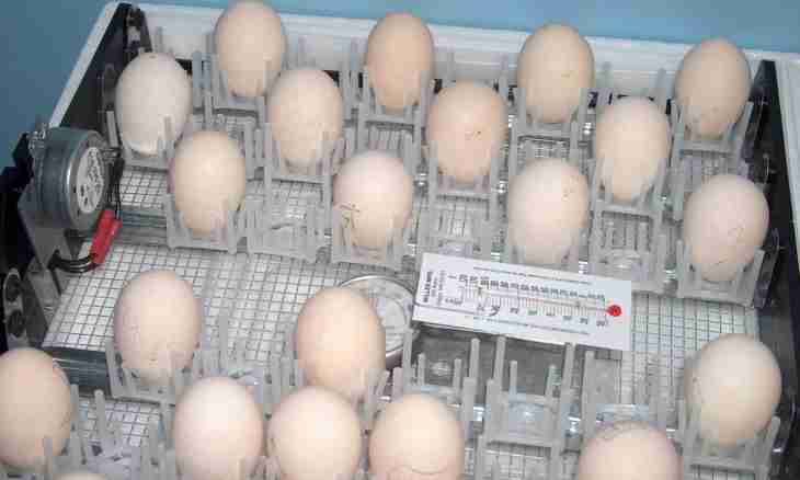 How to prepare a hen for incubation of eggs