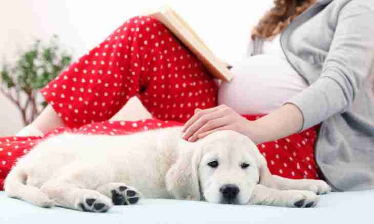 What term of pregnancy at dogs