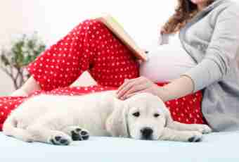 Features of course of pregnancy at dogs