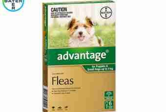 Whether the two-month puppy can poison fleas