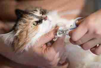 How to cut claws to a kitten