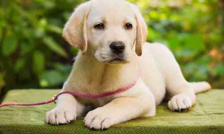 How to buy a puppy of a Labrador