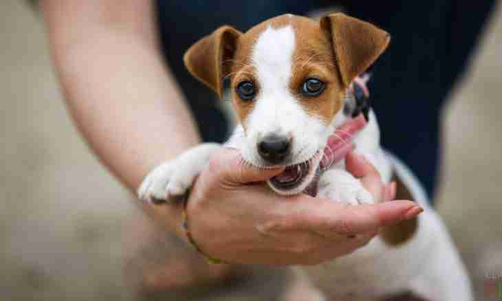 How to choose a puppy of the Jack Russell Terrier