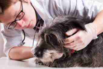What diseases are transmitted to cats and dogs from pincers