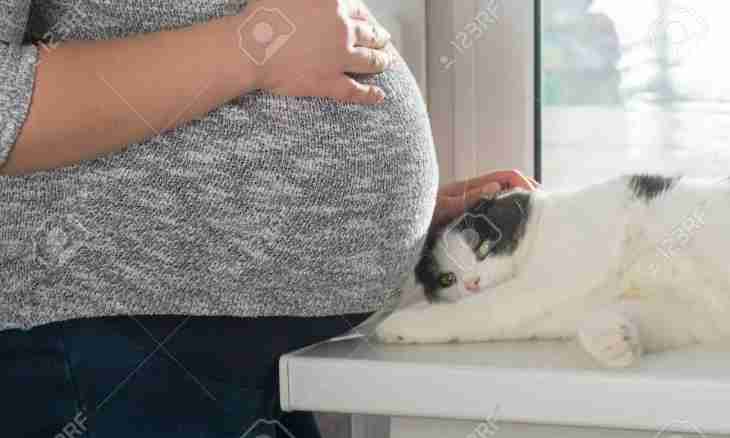 As you to understand that the cat is pregnant