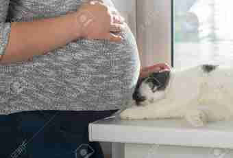 As you to understand that the cat is pregnant