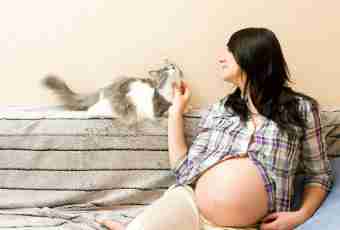 As the cat before childbirth behaves