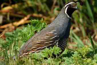 What are breeds of quails