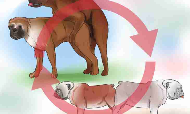 How to breed dogs