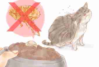 How to get rid of fleas at a kitten