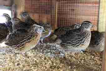How to breed quails
