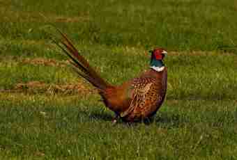 How to breed a pheasant