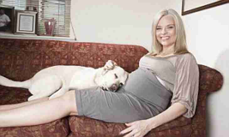 How to look after a pregnant Persian cat