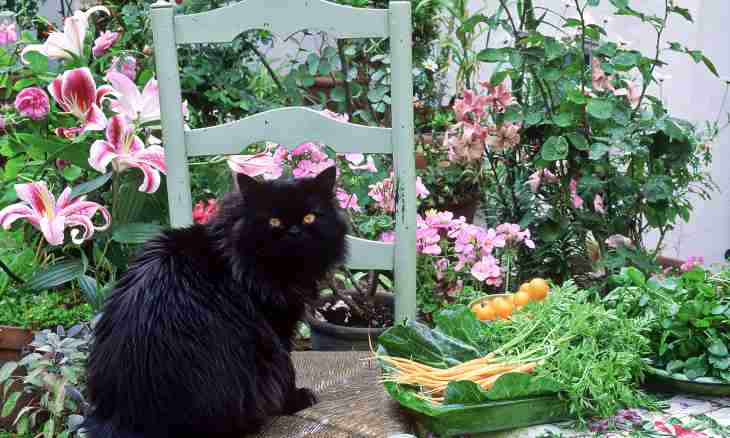 How to disaccustom a cat to spoil in flowers