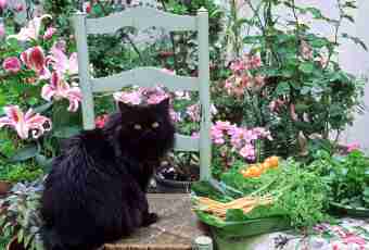 How to disaccustom a cat to spoil in flowers
