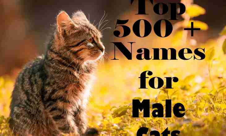 How to choose a name for a cat