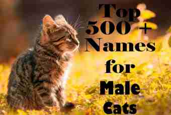 How to choose a name for a cat