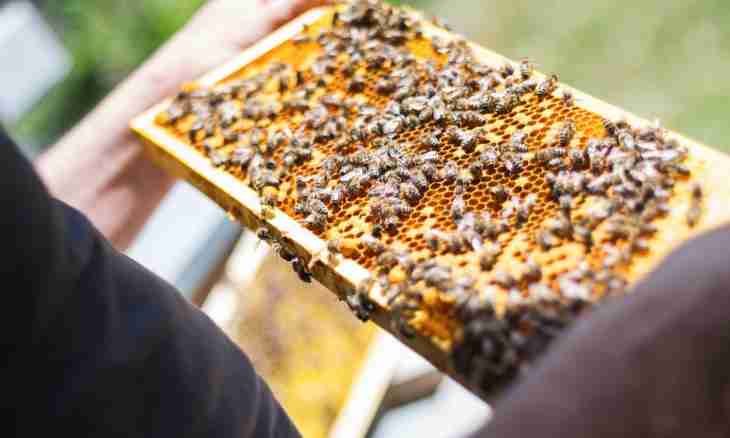 How to be engaged in beekeeping