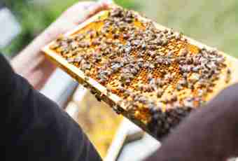 How to be engaged in beekeeping