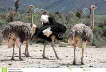 How to breed ostriches