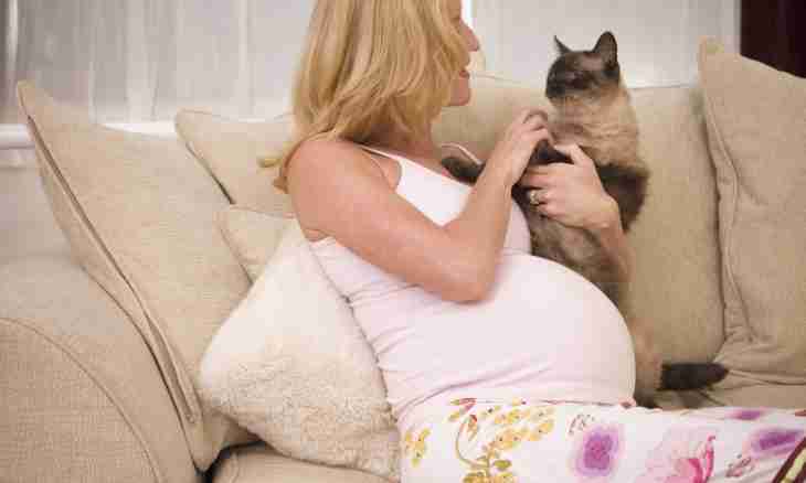 How many pregnancy at a cat lasts