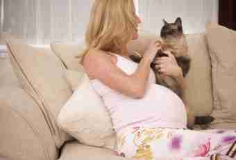 How many pregnancy at a cat lasts