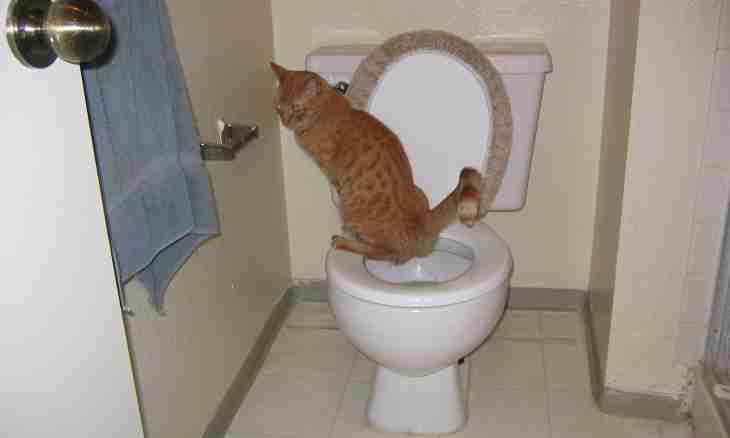 How often the kitten goes to a toilet