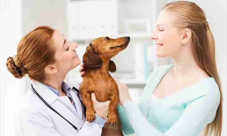 How to be prepared for childbirth at a dog