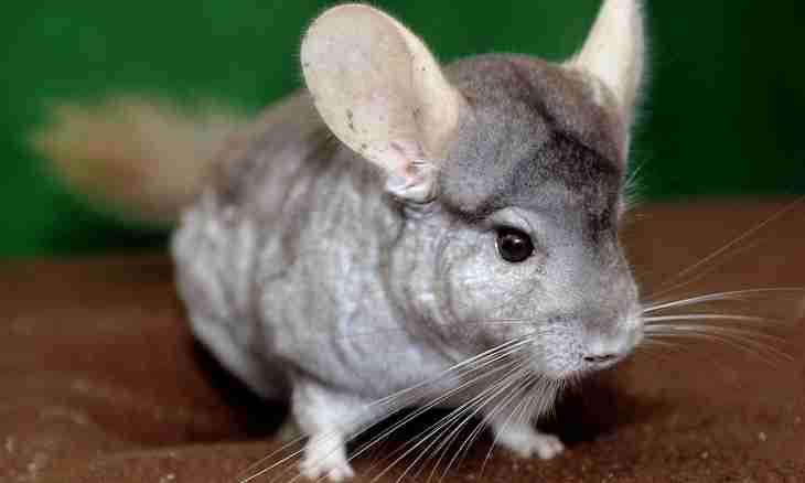 How to breed a chinchilla