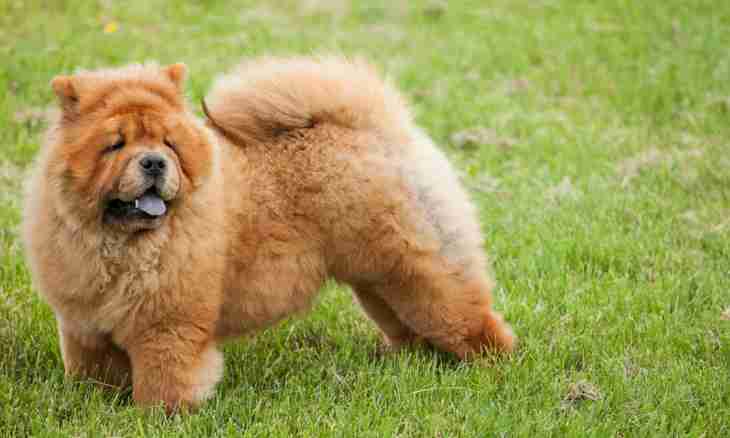 The breed of a chow-chow was for what purpose removed
