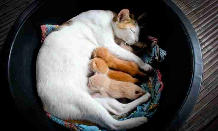 Signs that the cat gets ready for childbirth