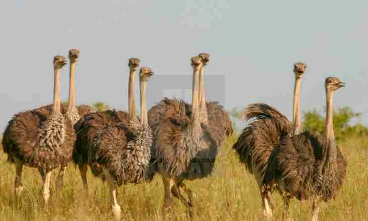 How to grow up ostriches