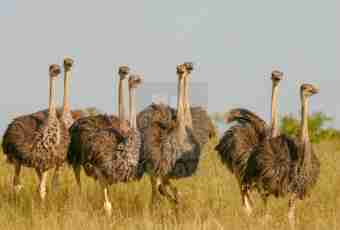 How to grow up ostriches