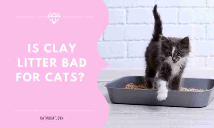Why the cat does not want to feed kittens