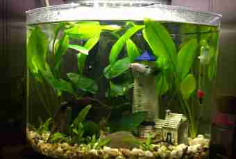 How to support aquarium fishes: compatibility