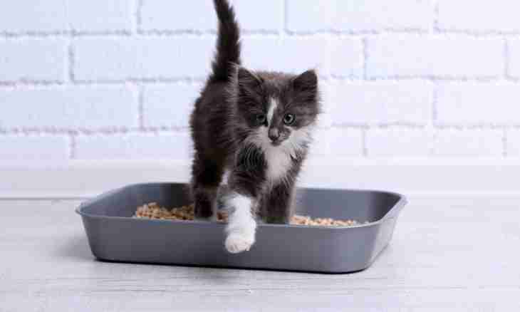 How to tame a kitten to a tray